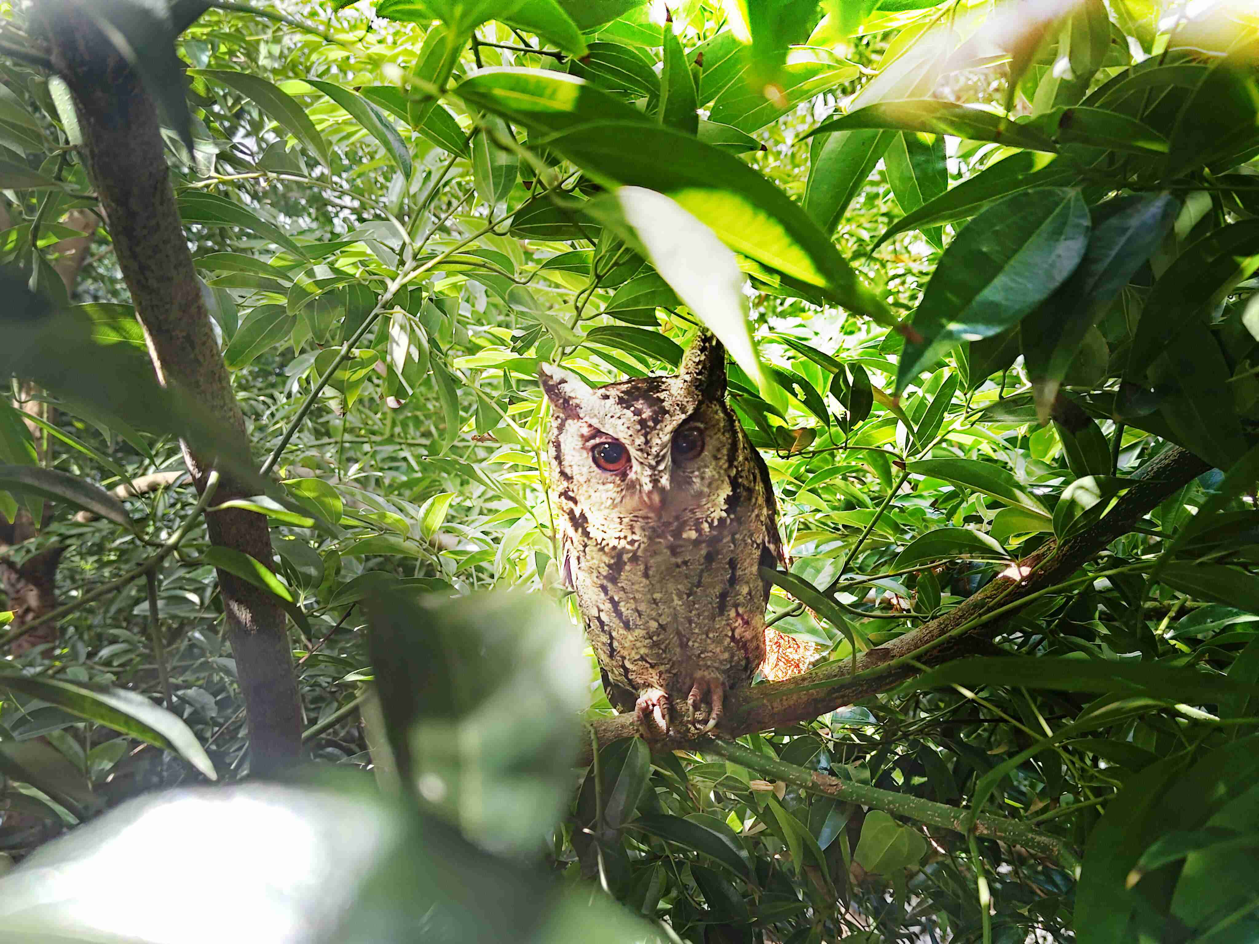 PG国际致力提倡净零绿生活，，16年以来在全球各厂区植树逾百万棵，，，，造就各厂区树木蔚然成林，，，犹如森林工厂，，，成为许多生物的栖息地